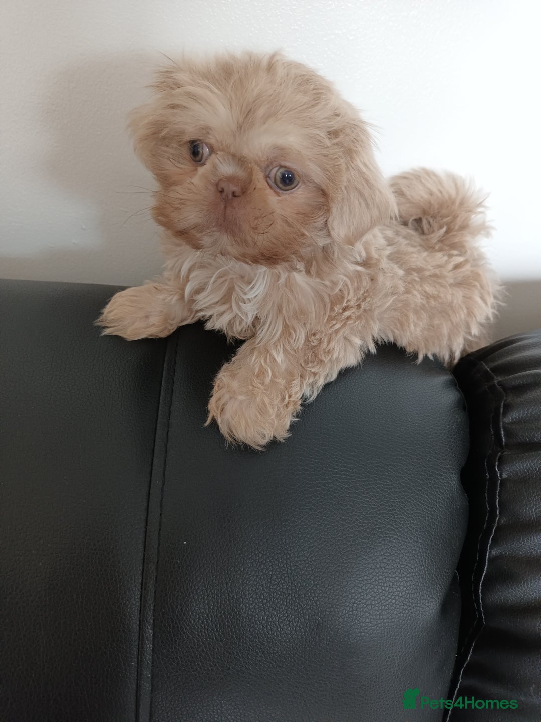 Shih Tzu dogs for sale: Tiny miniature shihtzu  - Image 4