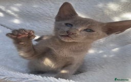 Mixed Breed cats for sale: Oriental X Siamese  - Image 30