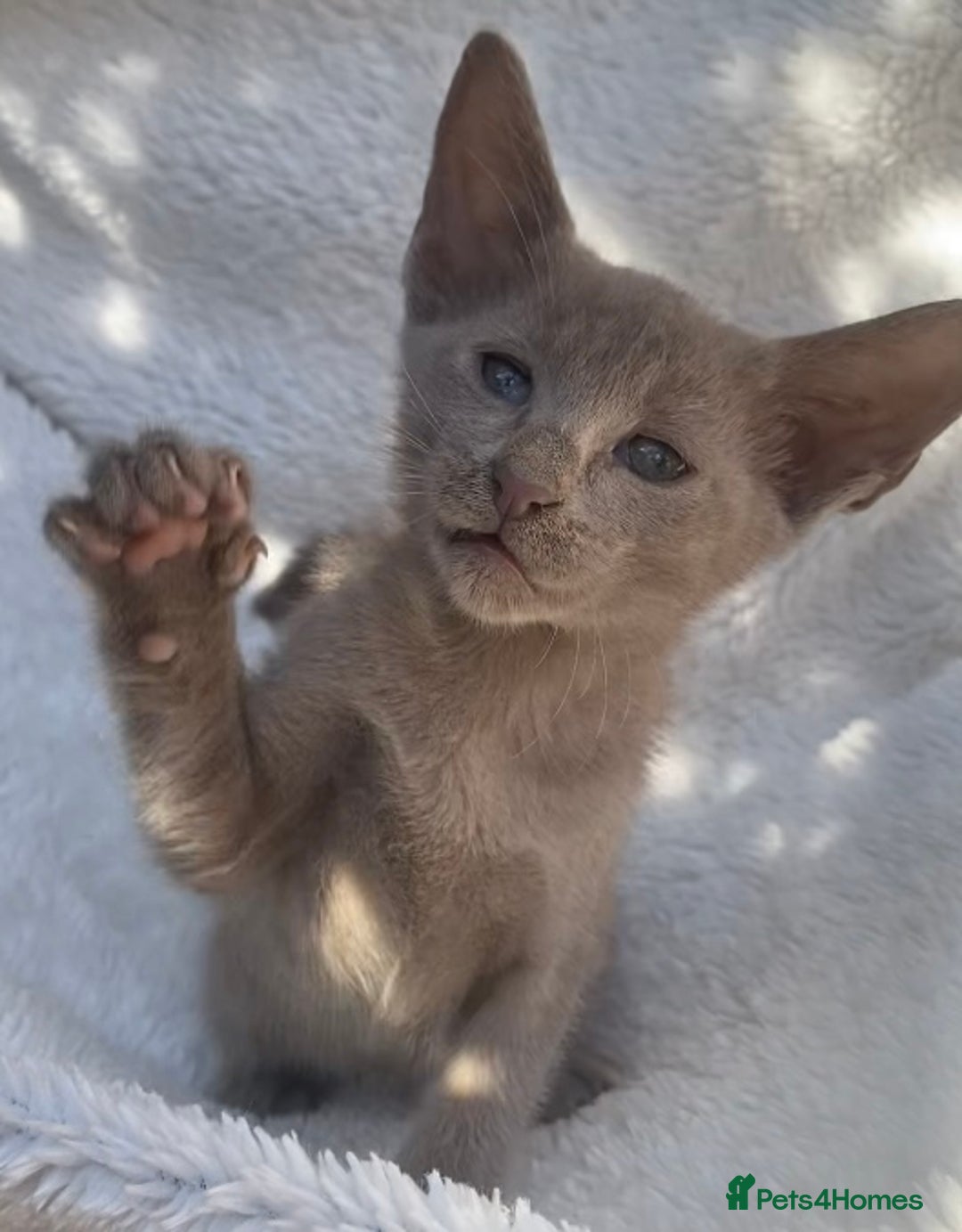 Mixed Breed cats for sale: Oriental X Siamese  - Image 30