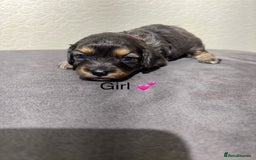 Cavapoo dogs for sale: Health tested cavapoos ready 8th december - Image 13