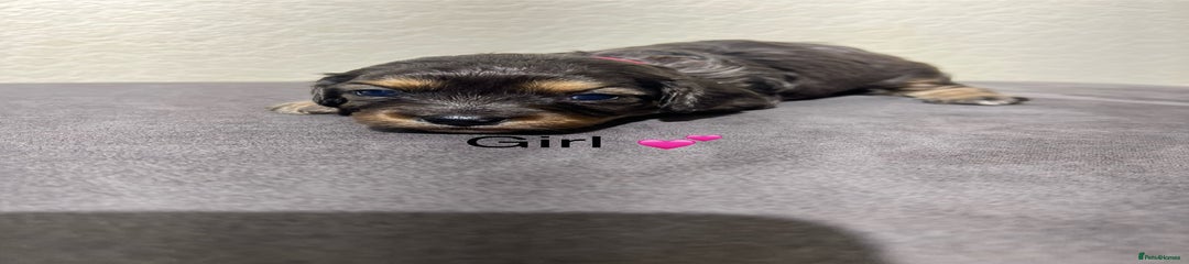 Cavapoo Puppy 5 merle