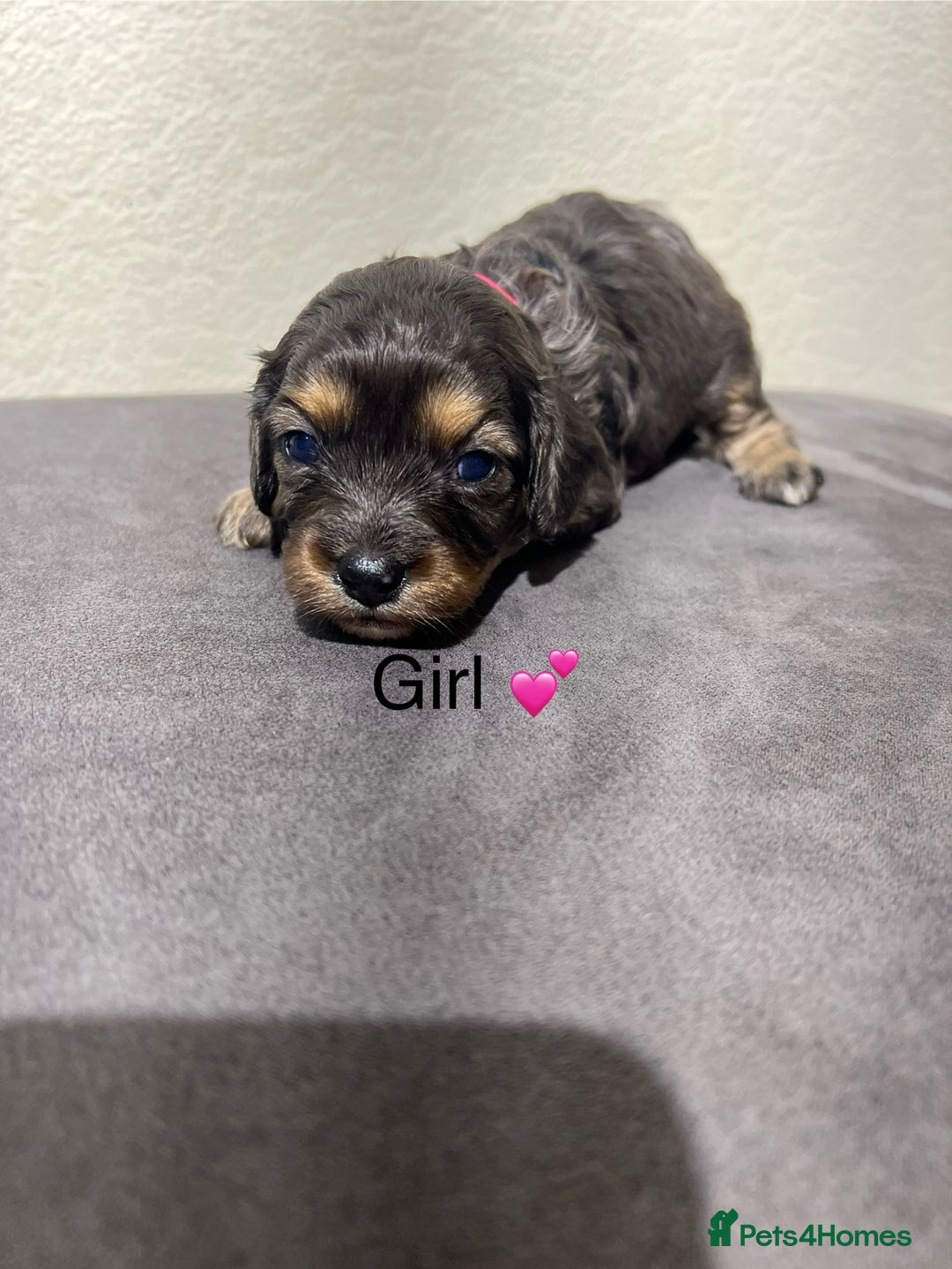 Cavapoo dogs for sale: Health tested cavapoos ready 8th december - Image 13