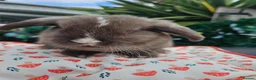 Mini Lop rabbits for sale: Chocolate vm mini lop - Advert 11