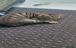 Mixed Breed cats for sale: 4 little kittens(1 taby boy+3 calico girls)  - Image 1