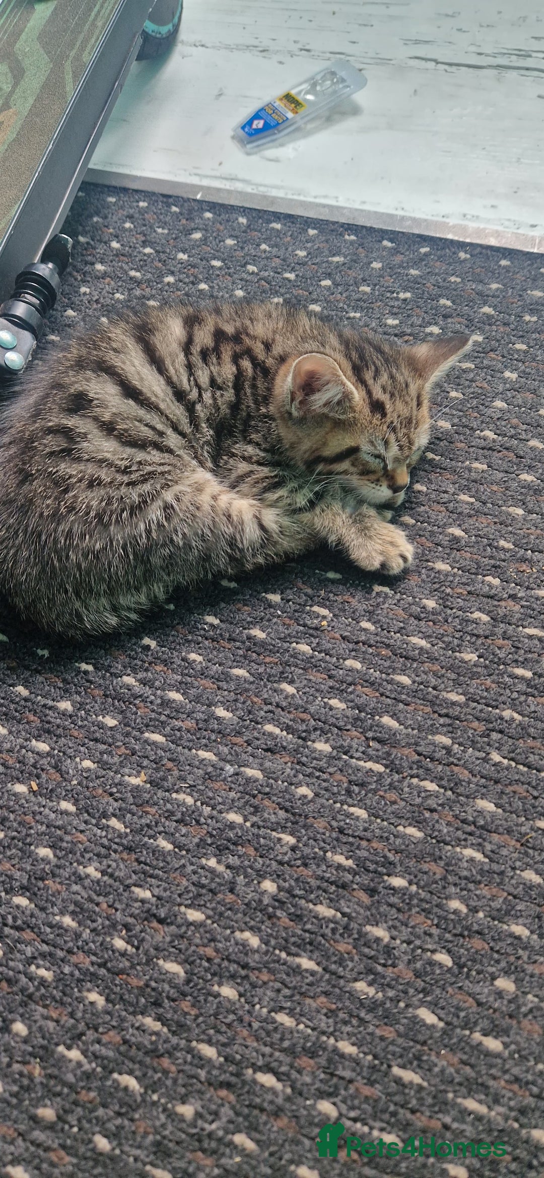 Mixed Breed cats for sale: 4 little kittens(1 taby boy+3 calico girls)  - Image 1