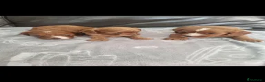 Cavapoo 3