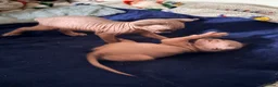 Sphynx cats for sale: All girls Sphynx kittens - Advert 4