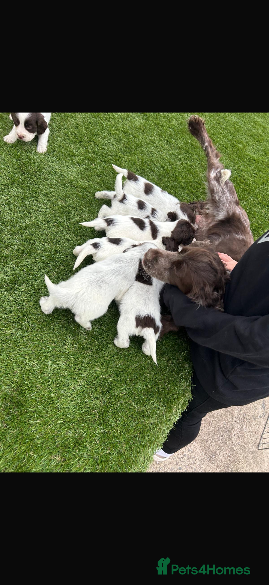 Cocker Spaniel dogs for sale: Cocker spaniel puppies 6girls 1boy ready now - Image 14