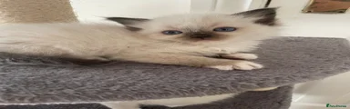 Ragdoll 2