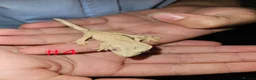 Gecko reptiles for sale: Crested Geckos  - Advert 4