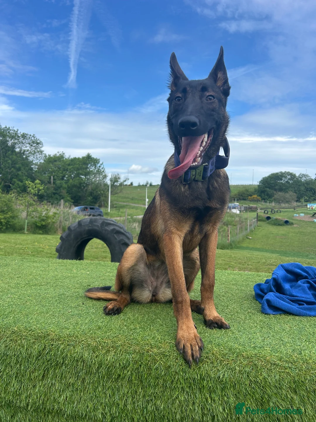 Belgian Shepherd Dog dogs for sale: 6 month old Belgian Malinois  - Advert 2