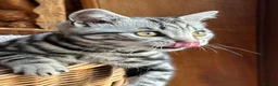 British Shorthair cats for sale: British shorthair Silver tabby  - Advert 30