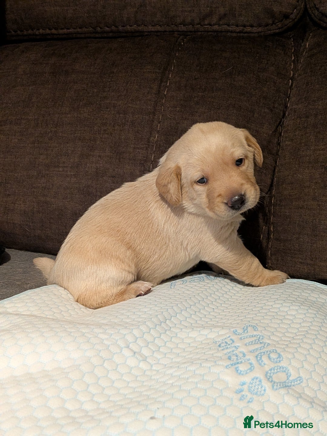 Labrador Retriever dogs for sale: Dudley Fox Red Labradors with FTCH in lineage - Advert 24