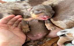 Dachshund dogs for sale: BEAUTIFUL Miniature Dachshund's  - Image 21