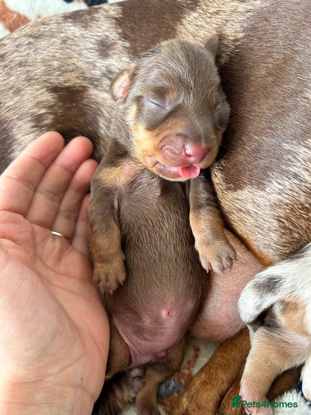 Dachshund dogs for sale: BEAUTIFUL Miniature Dachshund's  - Image 21