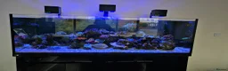 Other/Mixed Breed fish for sale: Large Marine fish in Sale - Advert 5