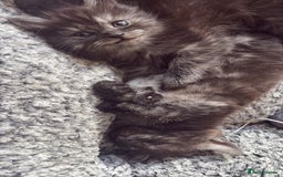 Maine Coon cats for sale: 🐾 Russian Maine Coon Kittens – TICA Registered 🐾 - Image 22