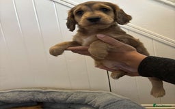 Cocker Spaniel dogs for sale: Fully Show type kc parents DNA tested all clear  - Image 4
