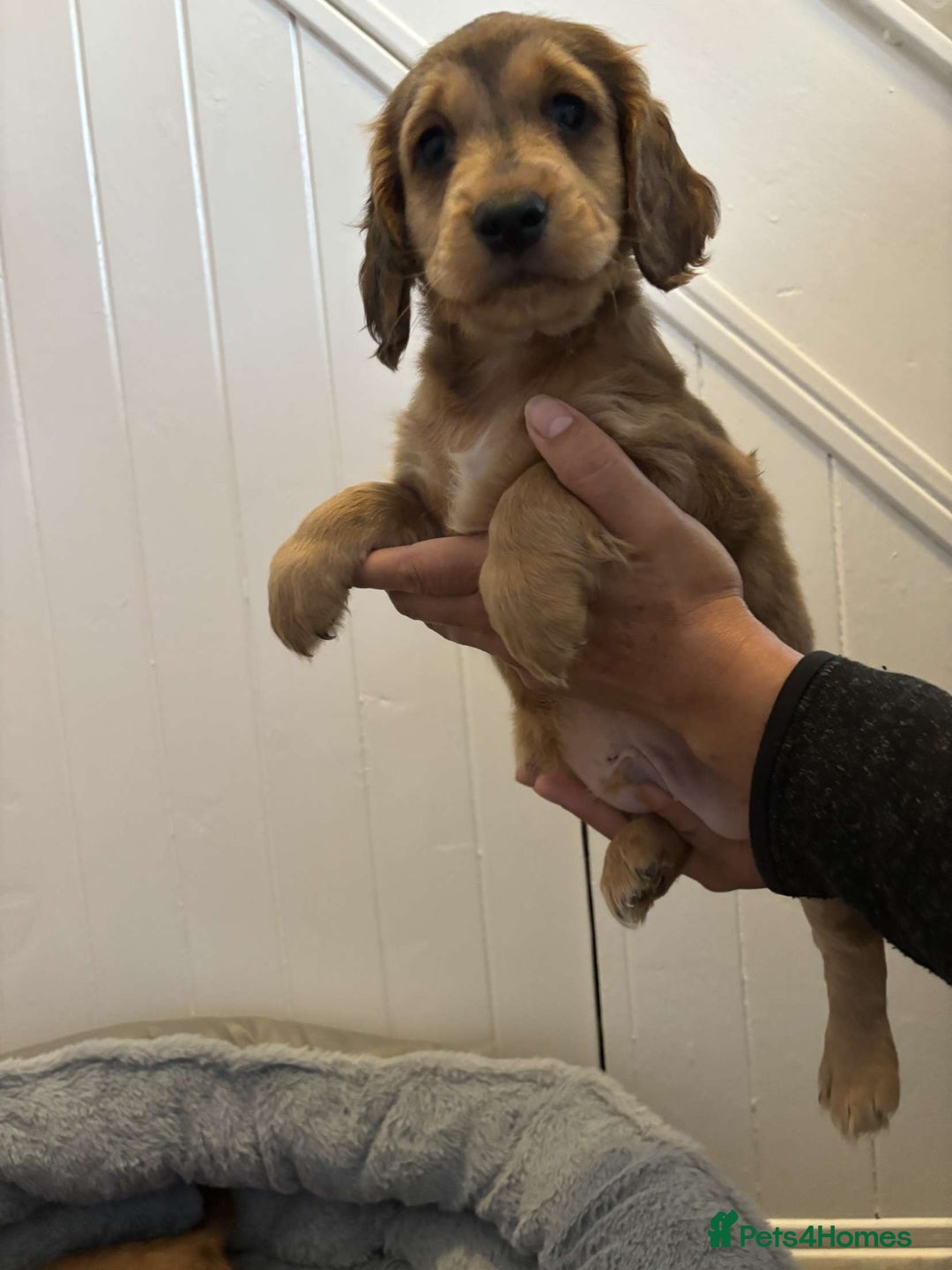 Cocker Spaniel dogs for sale: Fully Show type kc parents DNA tested all clear  - Image 4