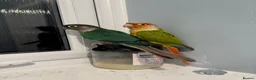 Conures birds for sale: 2 Female Green Cheek Conures in Manchester - Advert 2