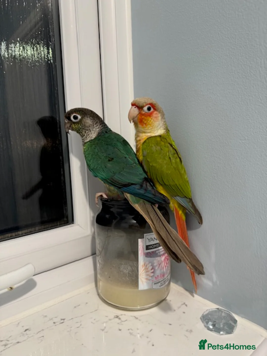 Conures birds for sale: 2 Female Green Cheek Conures in Manchester - Advert 2