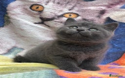 British Shorthair cats for sale: Adorable BSH Blue kittens  - Image 4