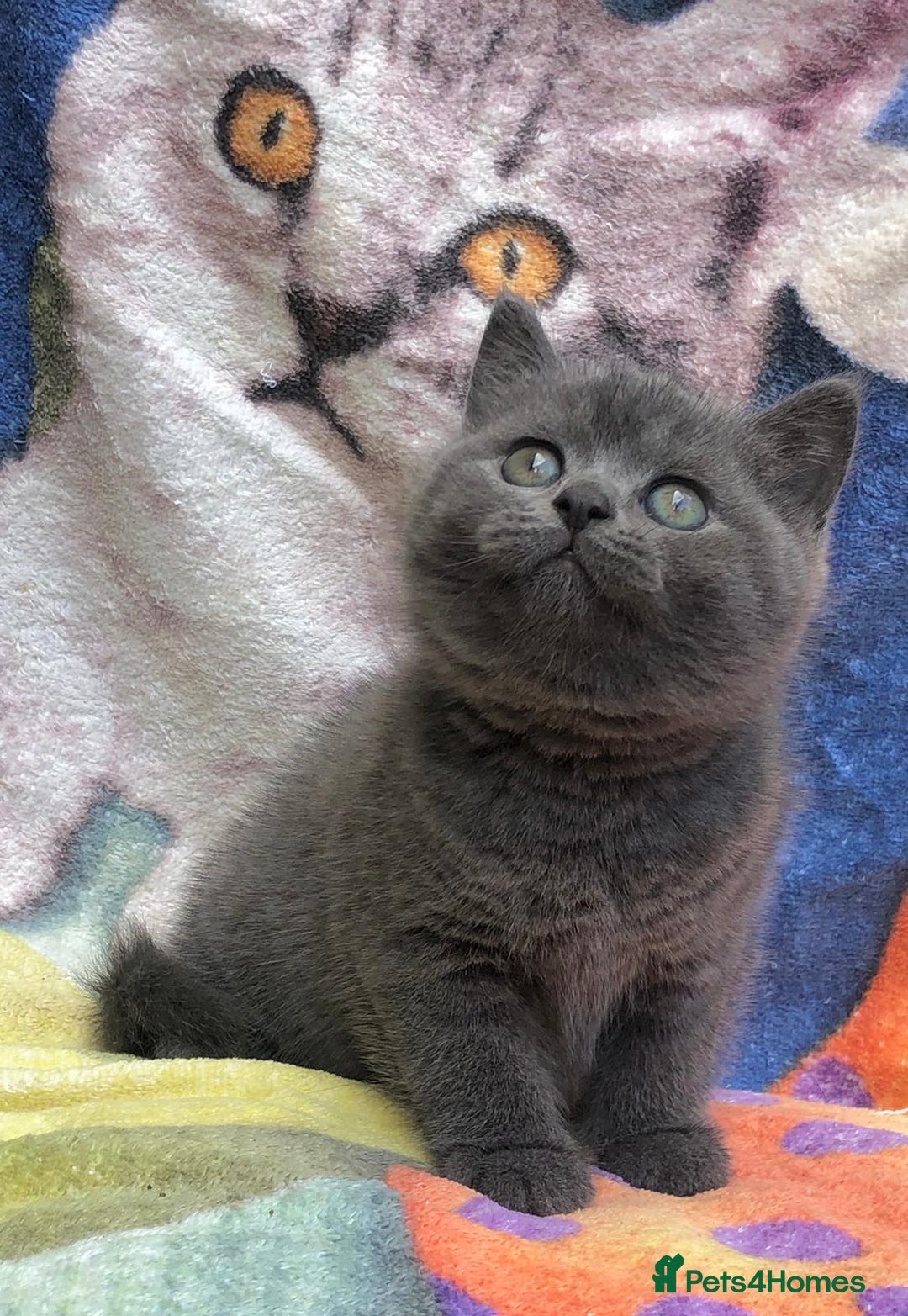 British Shorthair cats for sale: Adorable BSH Blue kittens  - Image 4