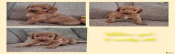 Australian Labradoodle dogs for sale: Miniature Australian labradoodles - Advert 11