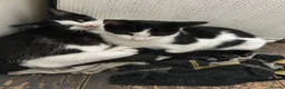 Mixed Breed cats for sale: Kittens in Retford - Advert 3