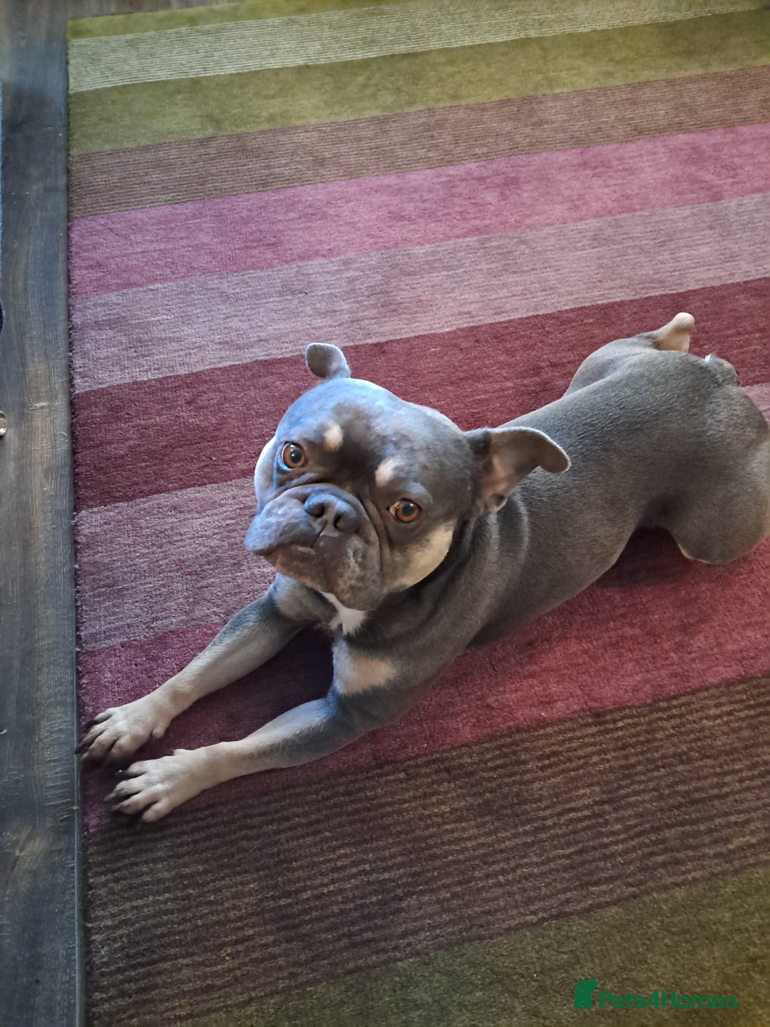 French Bulldog dogs for sale: Rufus - Image 1