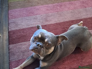 French Bulldog dogs - Advert 35