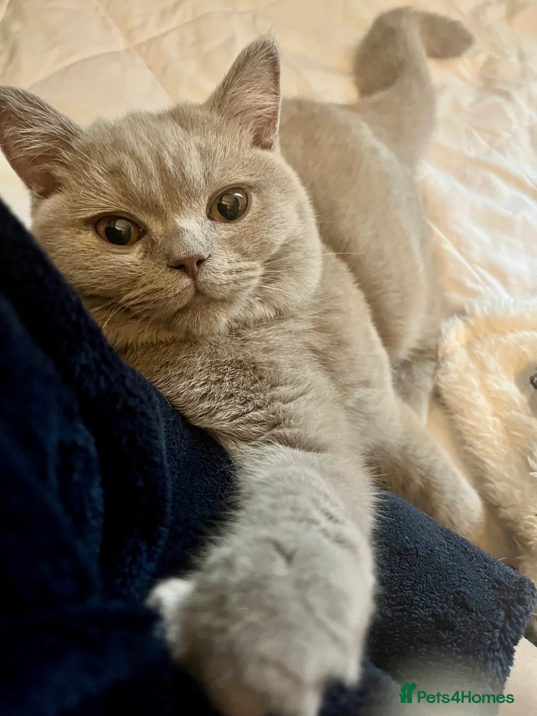 British Shorthair cats for sale: Ted - 17 month lilac British Shorthair - Advert 5