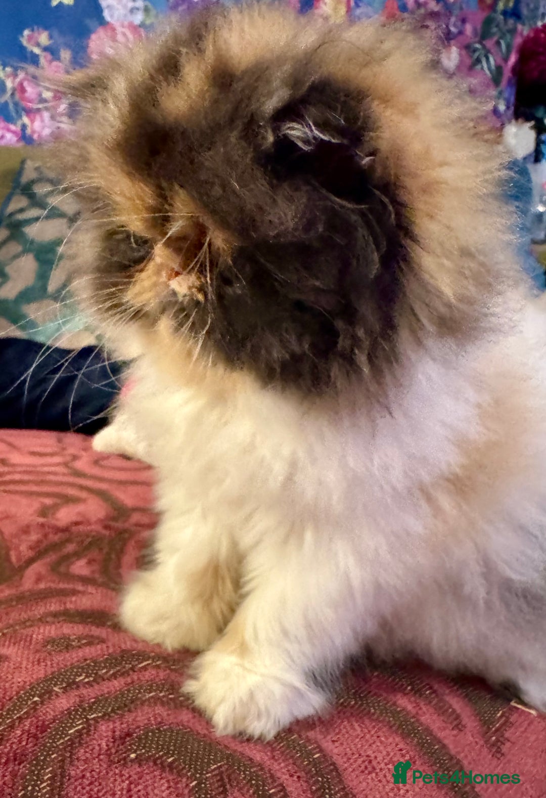 Persian cats for sale: Beautiful Calico pedigree Persian female kitten  - Image 6