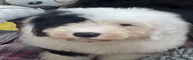 Old English Sheepdog 2