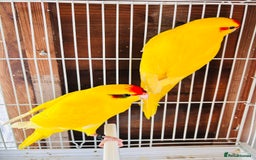 Parakeets birds for sale: Breeding pair buttercup Kakrikis  - Image 6