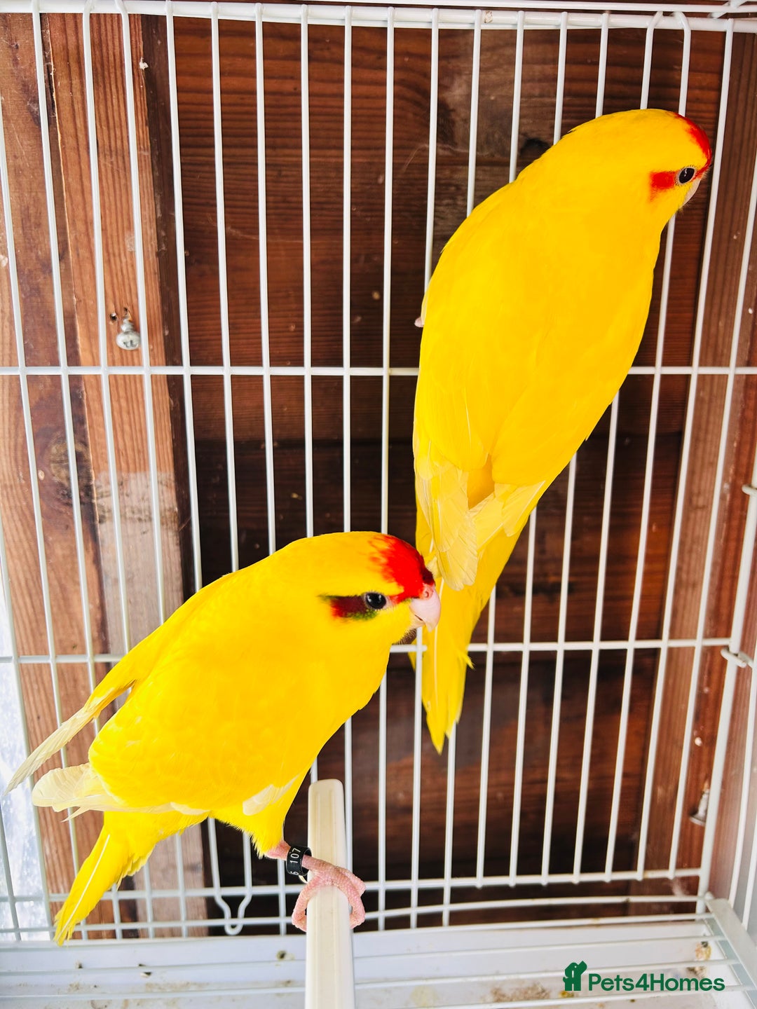 Parakeets birds for sale: Breeding pair buttercup Kakrikis  - Image 6