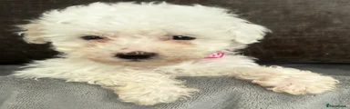 Mixed Breed Puppy 5