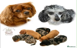 Cavapoo dogs for sale: Beautiful F1 Cavapoo Puppies - Image 7
