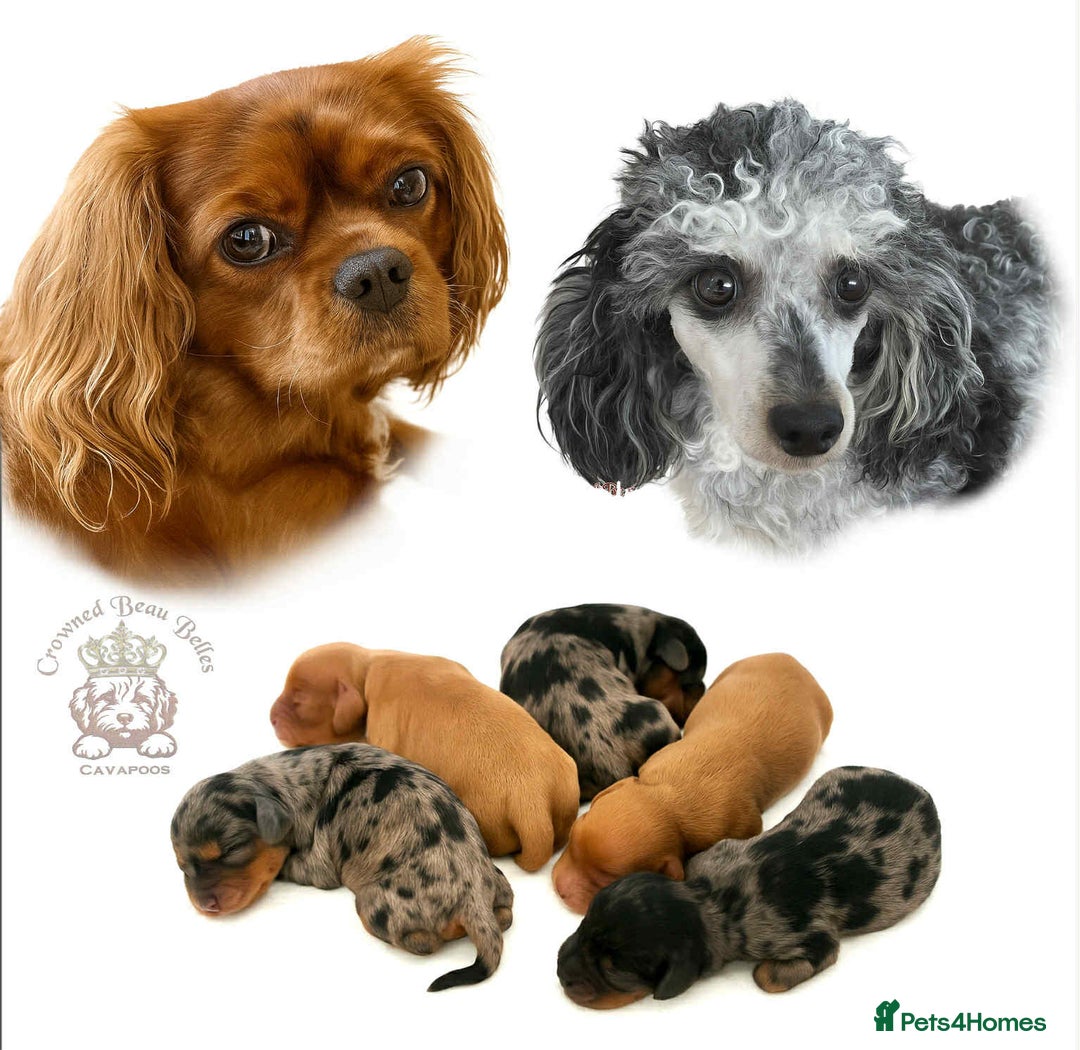 Cavapoo dogs for sale: Beautiful F1 Cavapoo Puppies - Image 7