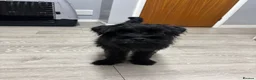 Pugapoo dogs for sale: Teddie the pugapoo in Spalding - Advert 15