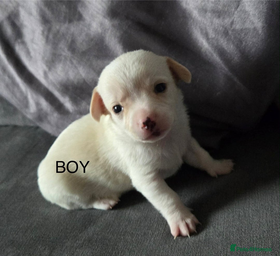 Chiweenie dogs for sale: Beautiful Chiweenie puppies  - Advert 5