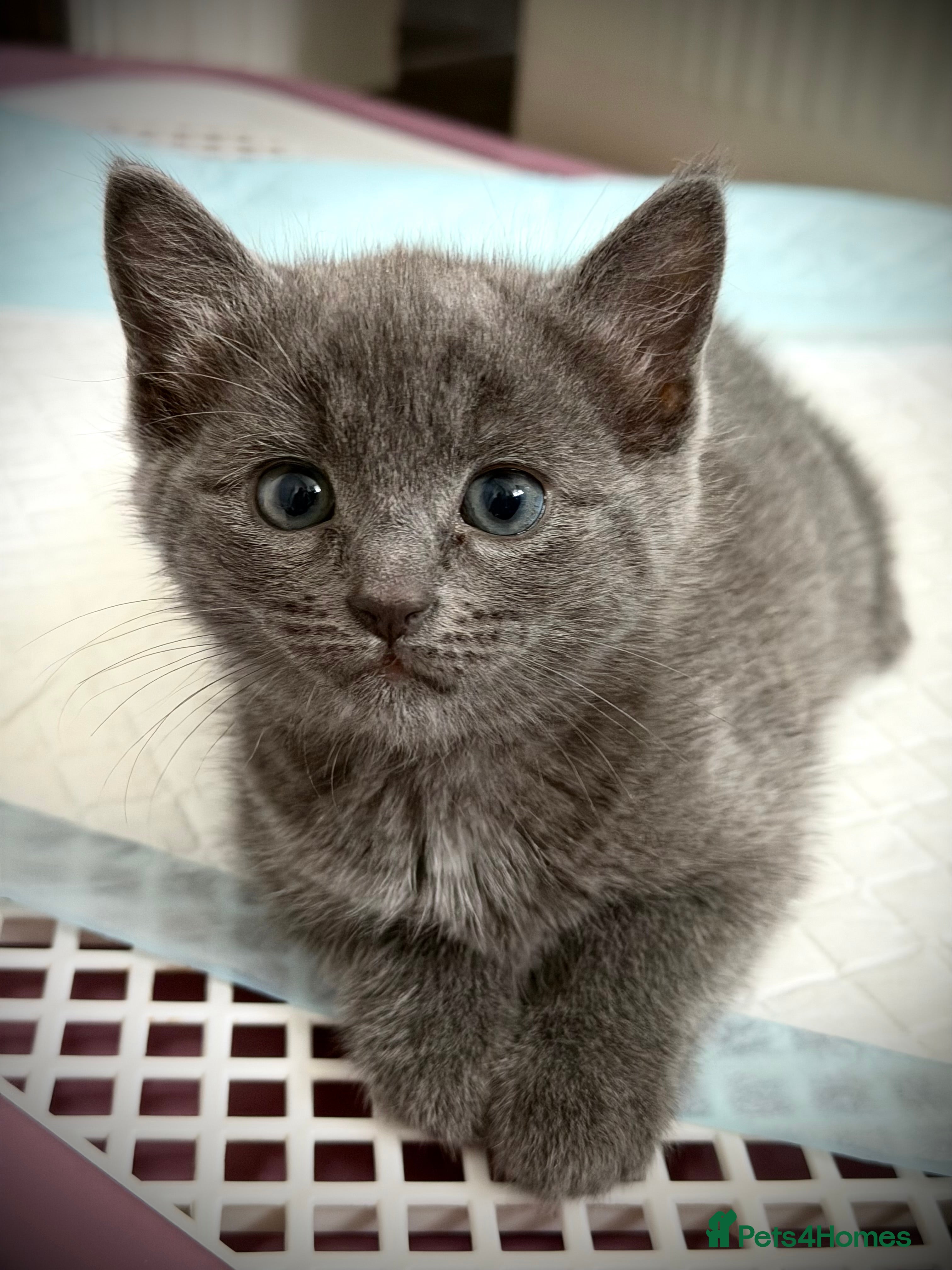 Mixed Breed cats for sale: Adorable Ragdoll Cross Kittens Looking for Homes in Leeds - Advert 2