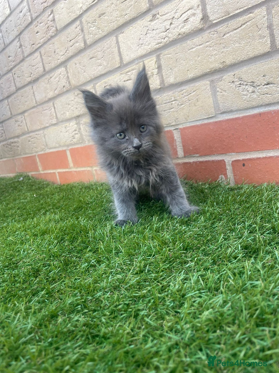 Maine Coon cats for sale: Big maine coon kittens  - Image 5