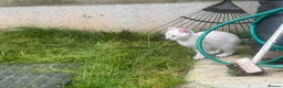 Bengal cats for sale: Bengal tiger kittens  - Advert 4