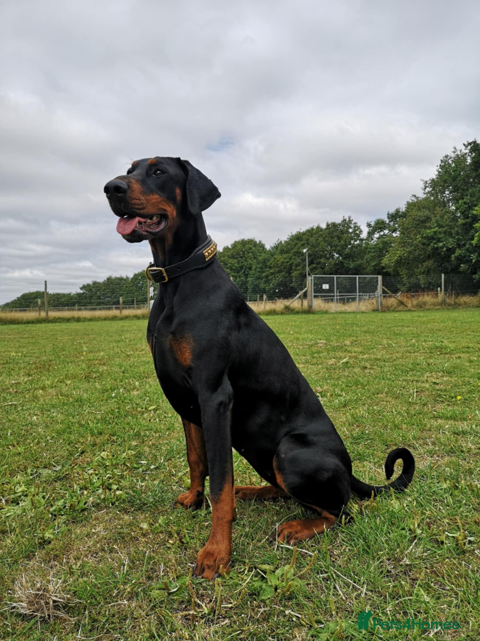 Dobermann dogs Trojanteam dobermanns puppies - Advert 1
