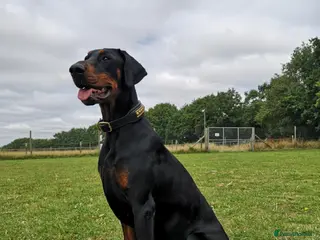 Dobermann dogs Trojanteam dobermanns puppies - Advert 1