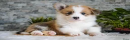 Welsh Corgi Pembroke dogs for sale: KC registered Welsh Corgi Pembroke - Advert 11