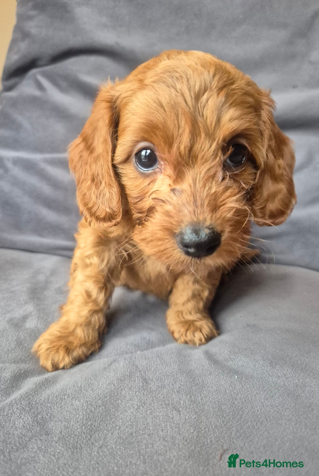 Cockapoo dogs for sale: F1b Cockapoo - ready this weekend - Image 18