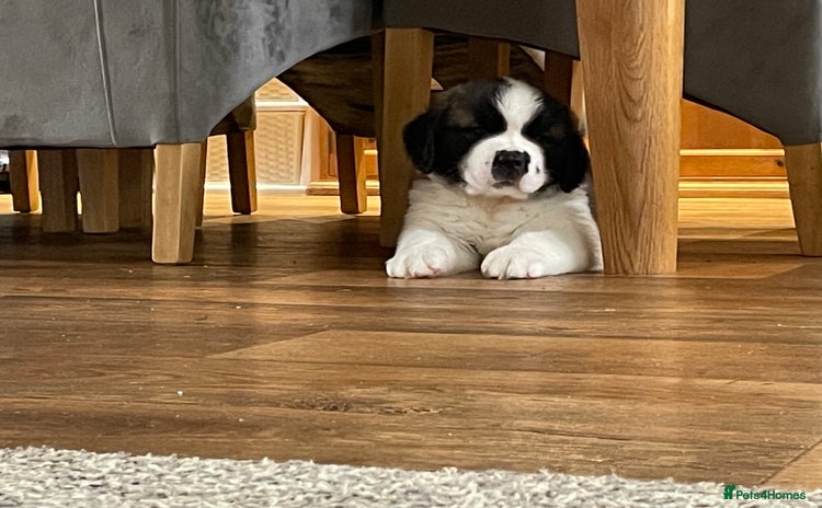 Saint Bernard dogs - Advert 1