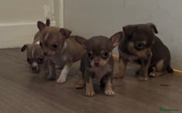 Chihuahua dogs for sale: Chihuahua puppies  - Image 1
